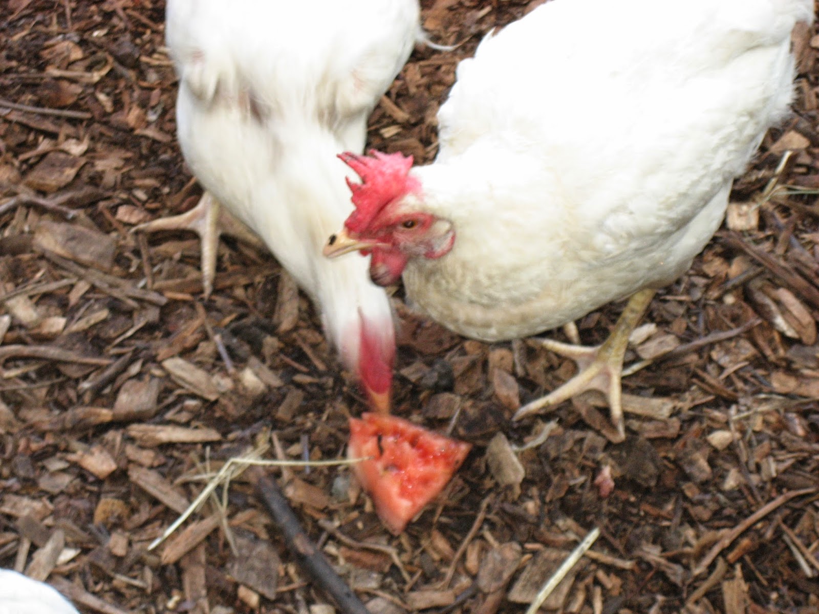 Life at Arbordale Farm My Chicken Has A Swollen Wattle